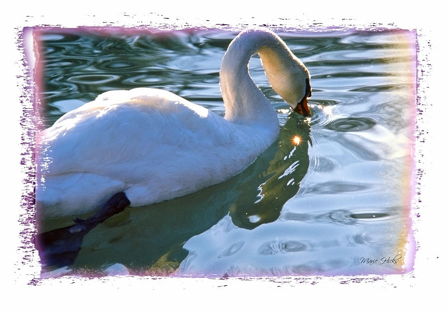 Swan in Morning Light Photograph by Marie Hicks