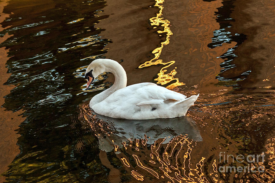 Swan in Reflections Photograph by Kate Brown