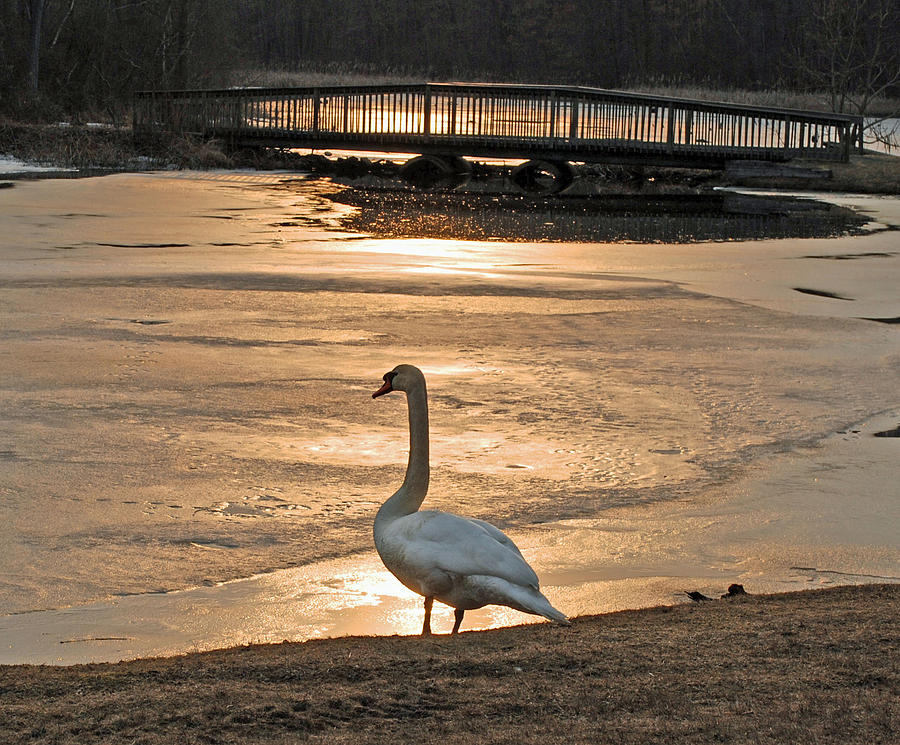 Swan in Solitude at Sunset Photograph by Richard Bryce and Family
