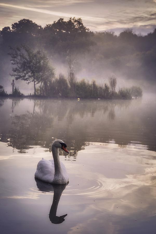 Swan In The Morning Mist Photograph by Verity E. Milligan