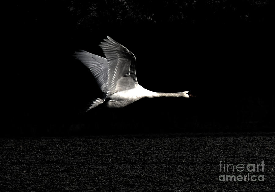 Swan In The Night Photograph