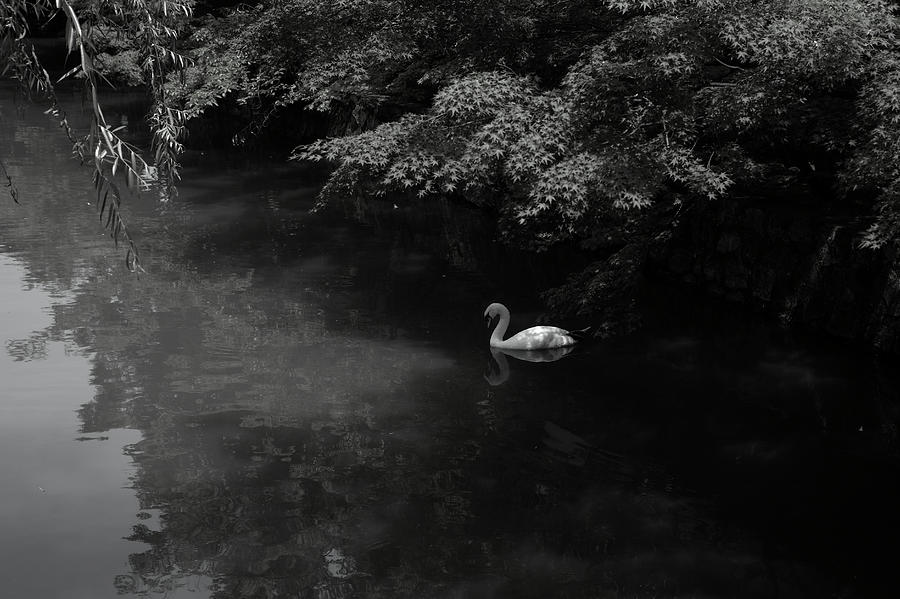 Swan In The River Photograph by Kaneko Ryo
