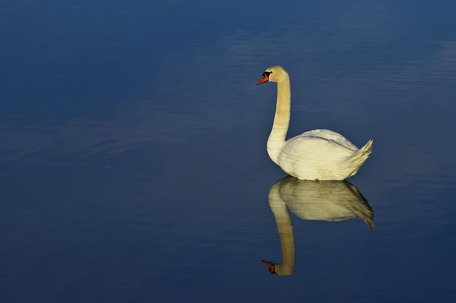 Swan Photograph by Ivan Slosar