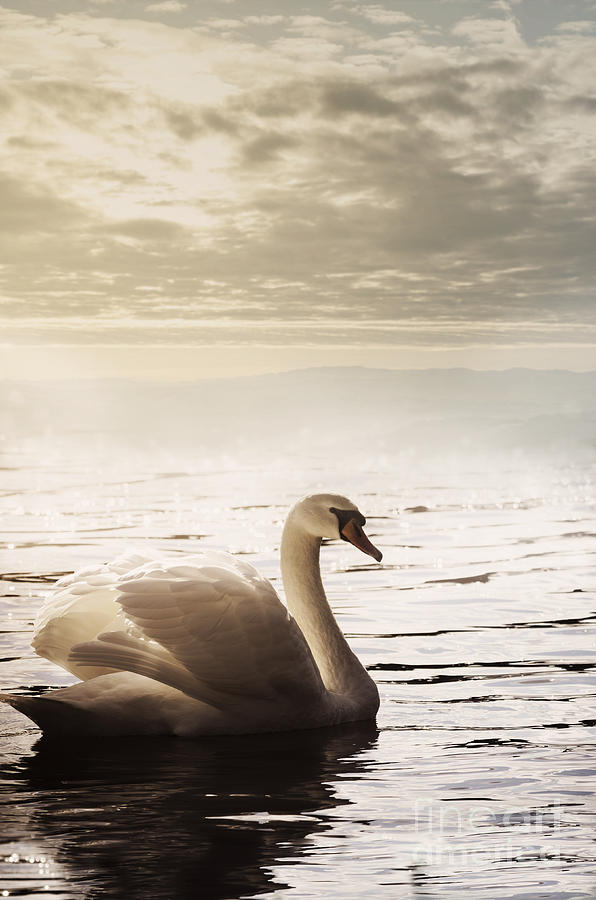 Swan Photograph by Jelena Jovanovic