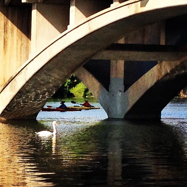 Swan Photograph - #swan #ladybirdlake #bridge #austin #atx by Greta Olivas