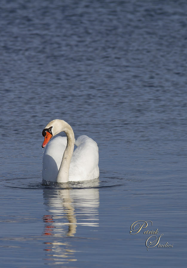 Swan Lake 1 Photograph by Michael Petrick