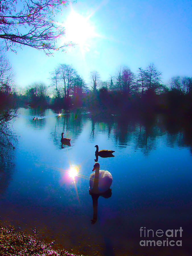 Swan Lake Digital Art by Andrew Middleton