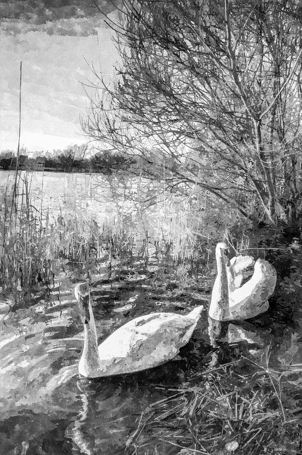 Swan Photograph - Swan Lake Art by David Pyatt