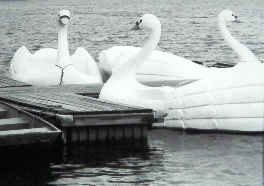 White Swan Lake Photograph by Belinda Lee