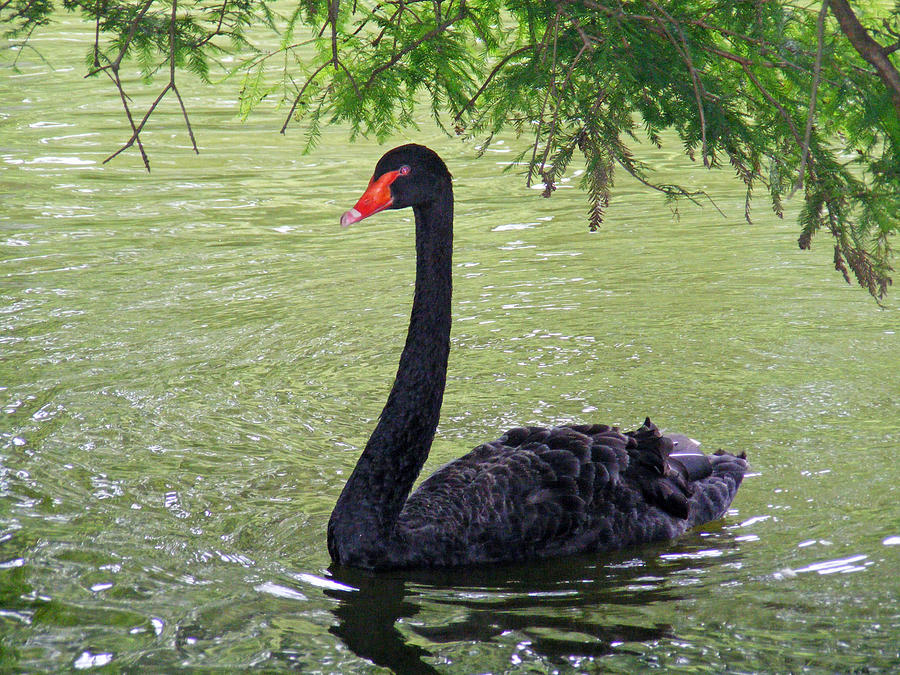 Swan Lake Black Swan Photograph by Making Memories Photography LLC ...