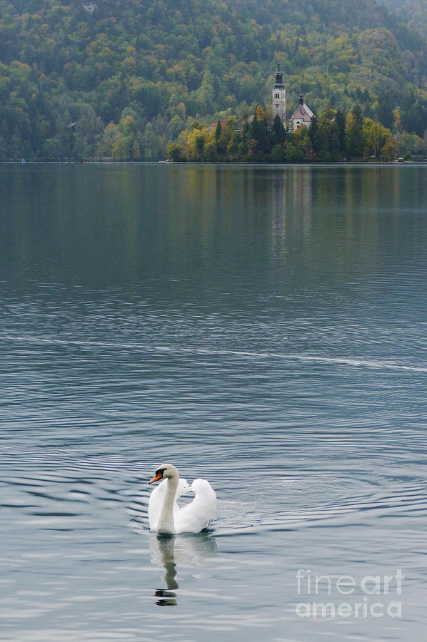 Swan on Lake Bled - Slovenia Photograph by Phil Banks