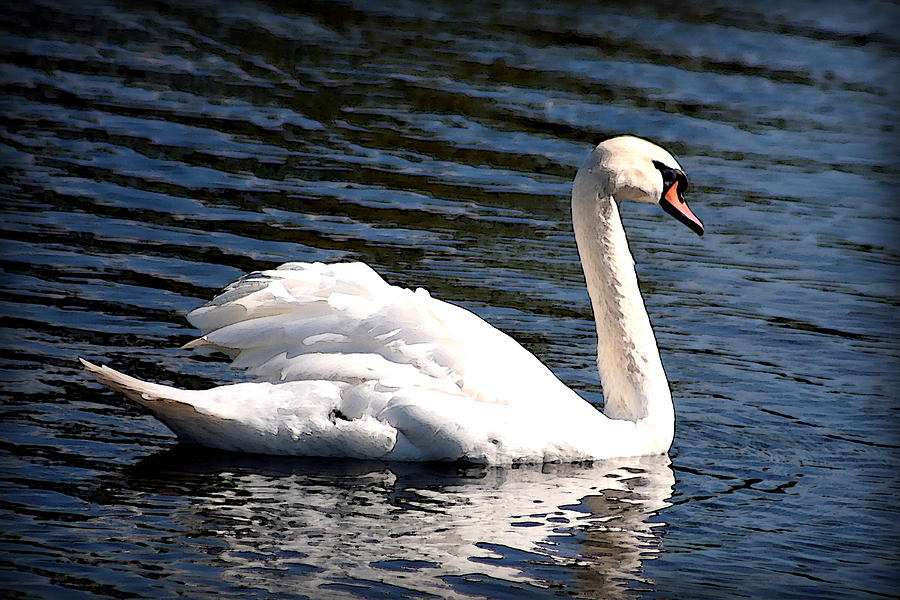 Swan Lake Photograph by CarolLMiller Photography