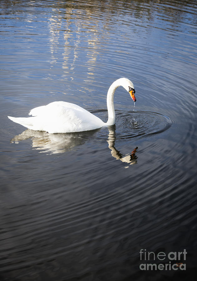 Swan Lake Photograph by David Millenheft