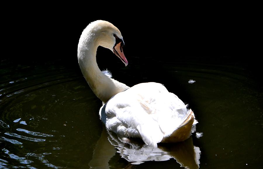 Swan Lake Photograph by Deena Stoddard