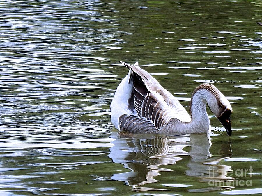 Swan Photograph - Swan Lake Digital Art by Robyn King