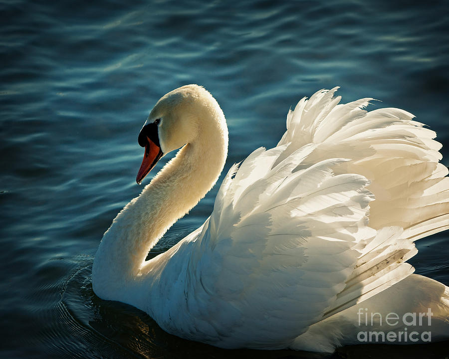 Swan Lake Photograph by Edmund Nagele FRPS