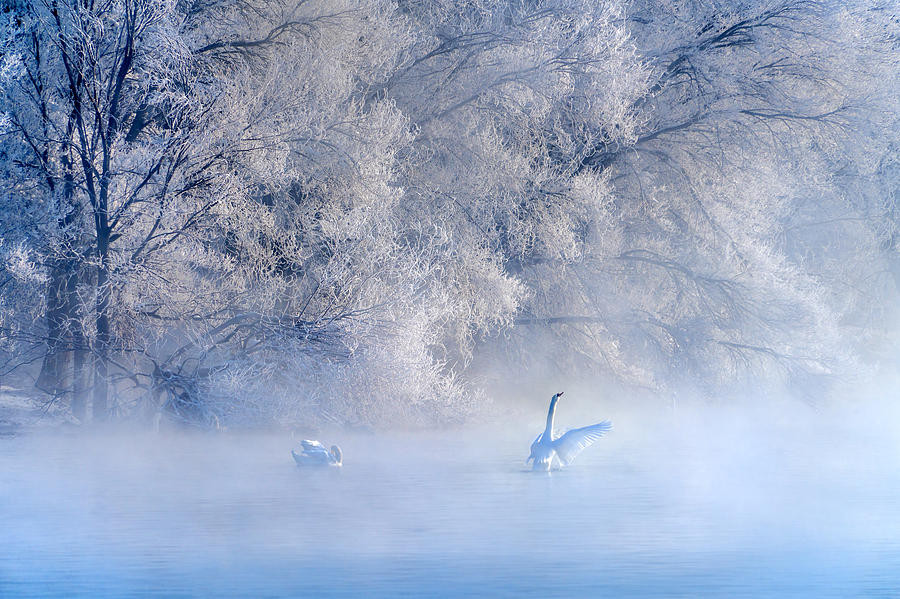 Swan Photograph - Swan Lake by Hua Zhu