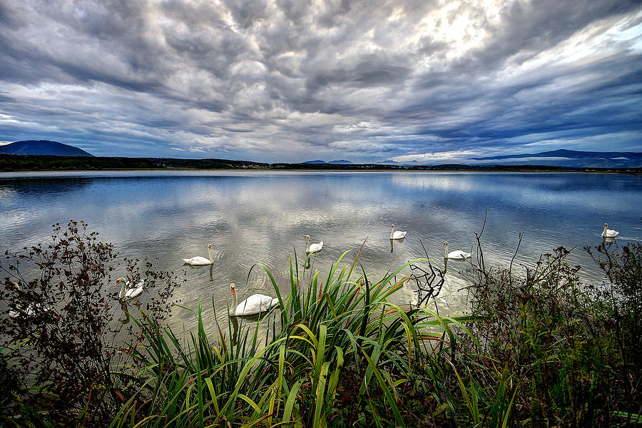 Swan lake Photograph by Ivan Slosar