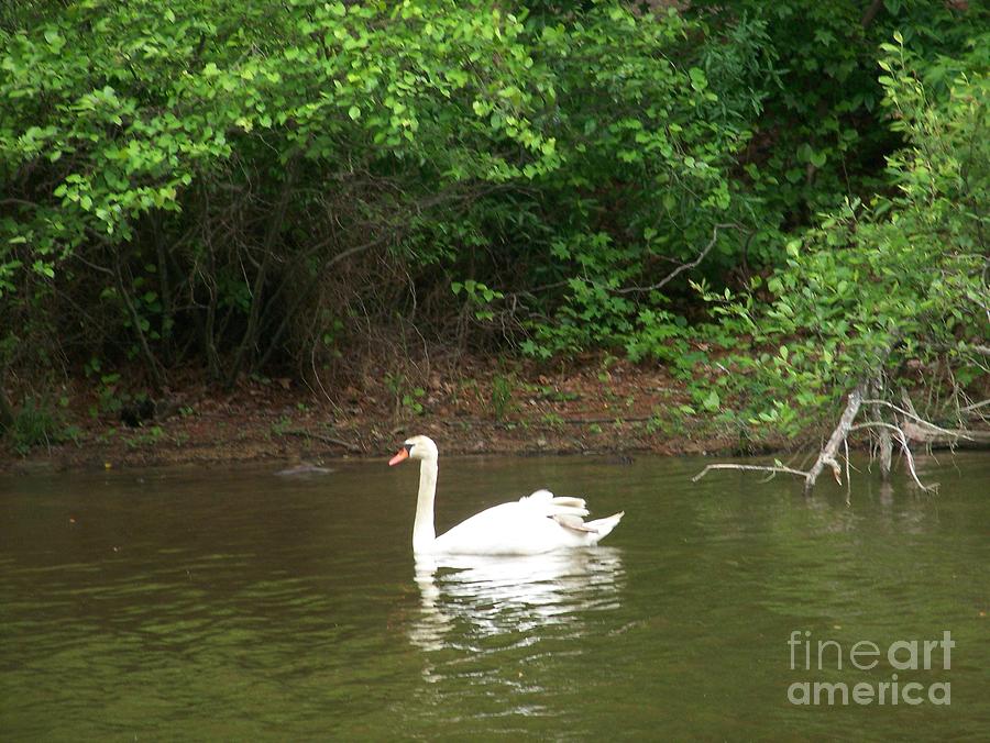 Swan Photograph - Swan Lake by Kevin Croitz