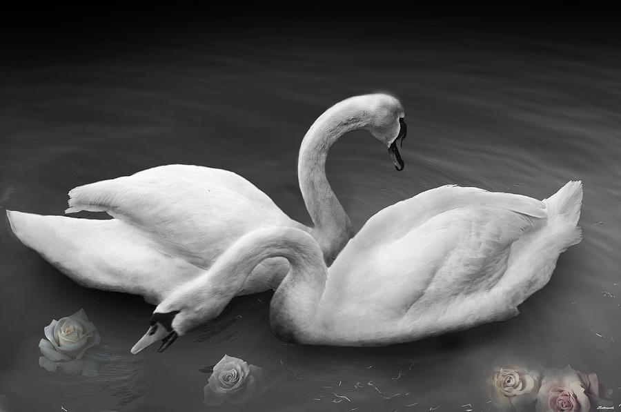Swan Lake Photograph by Larry Butterworth