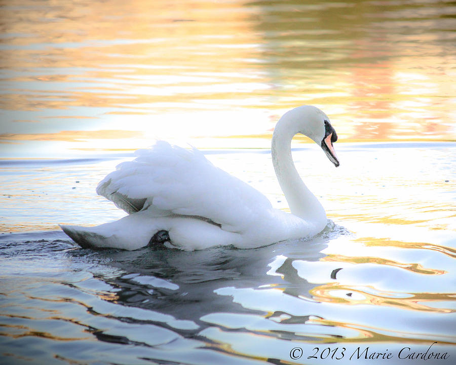 Swan Lake Photograph by Marie  Cardona