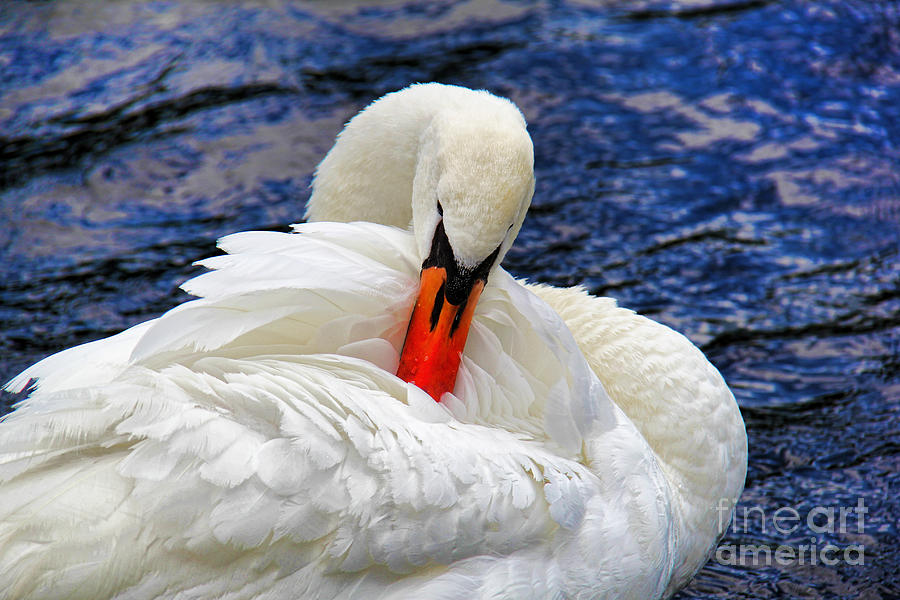 Swan Lake Photograph by Mariola Bitner