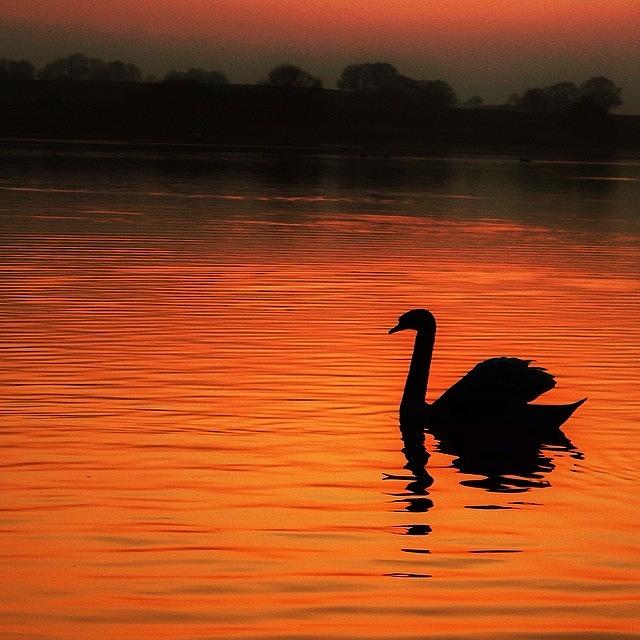 Swan Photograph - Swan Lake by Phil Tomlinson