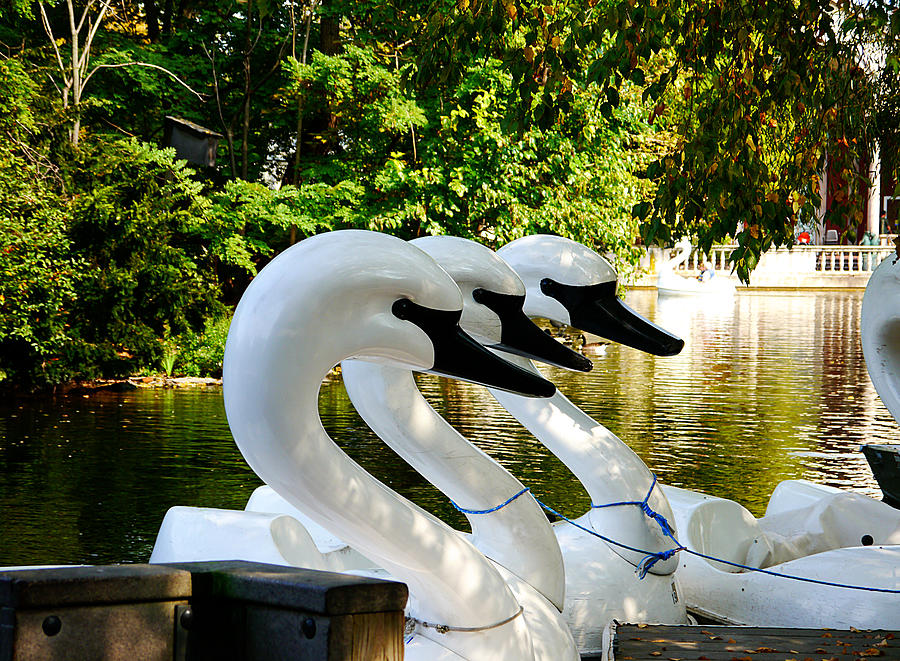 Swan Photograph - Swan Lake by Richard Reeve