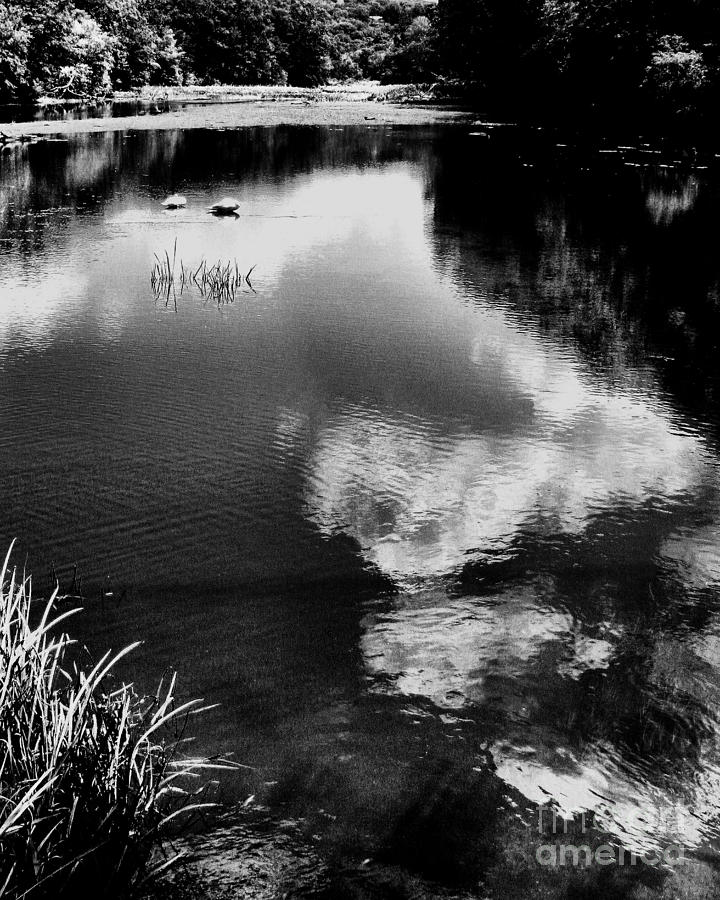 Swan Lake Photograph by Robert McCubbin