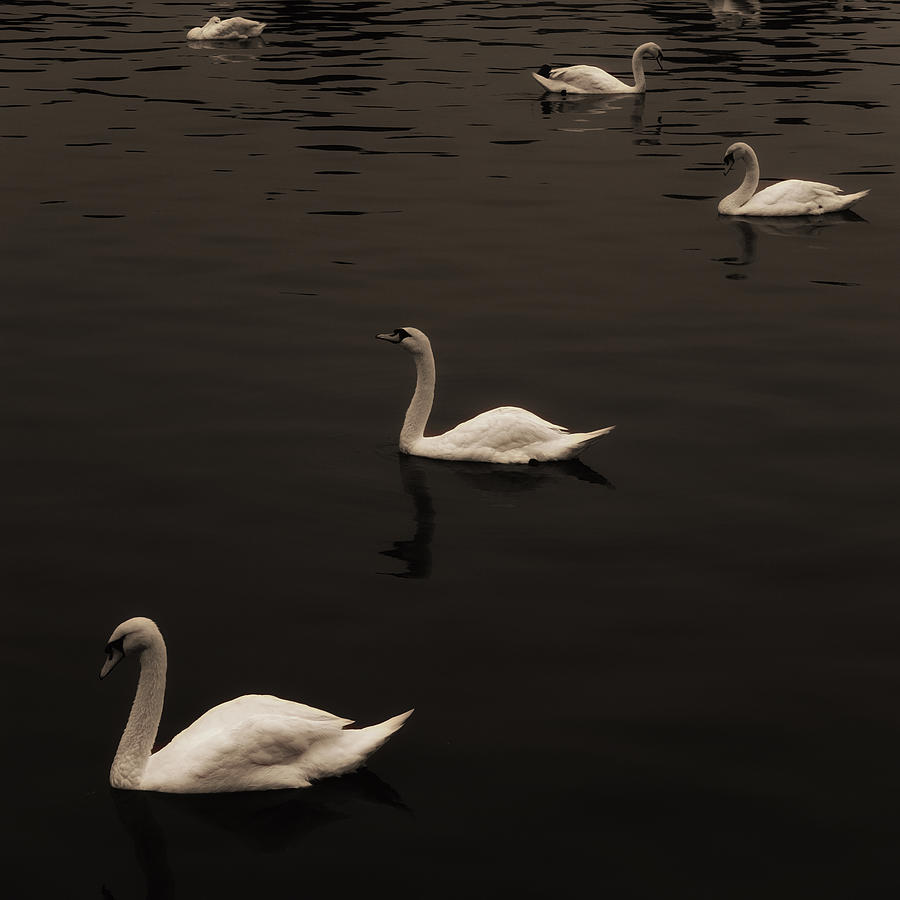 Swan Lake Sepia Photograph by Joseph Hedaya