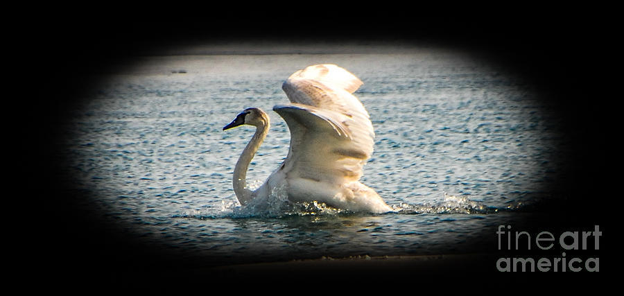 Swan Landing 2 Photograph by Grace Grogan