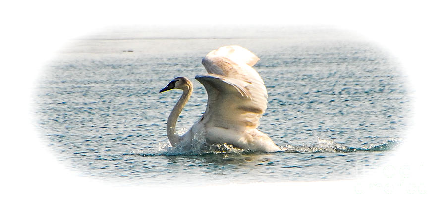 Swan Landing 3 Photograph by Grace Grogan