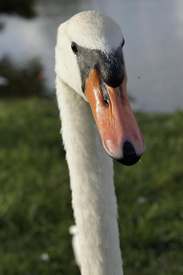 Swan Photograph by Laurie Perry