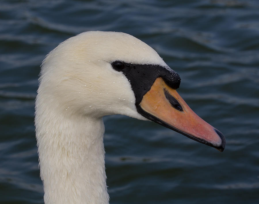 Swan Photograph by Leah Palmer