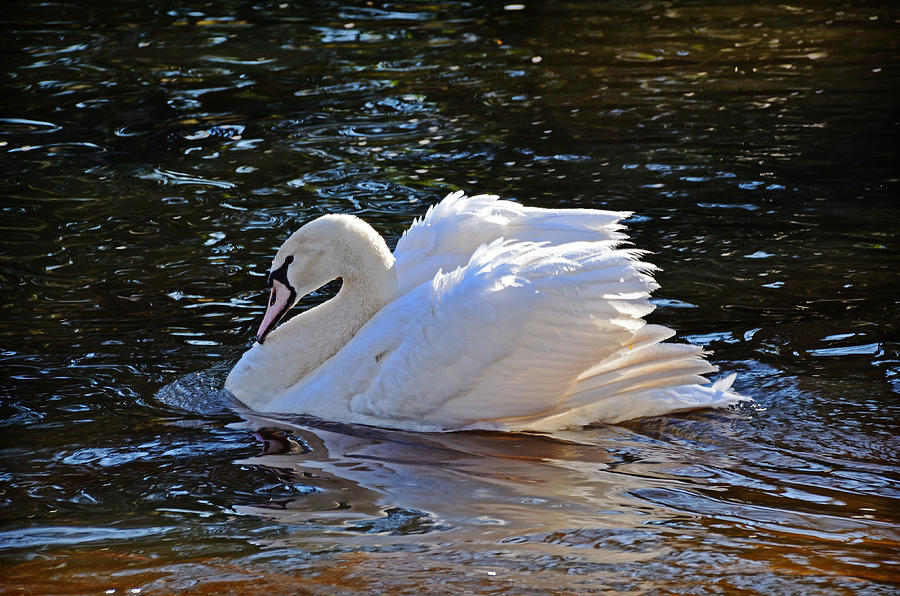Swan Photograph by Linda Brown