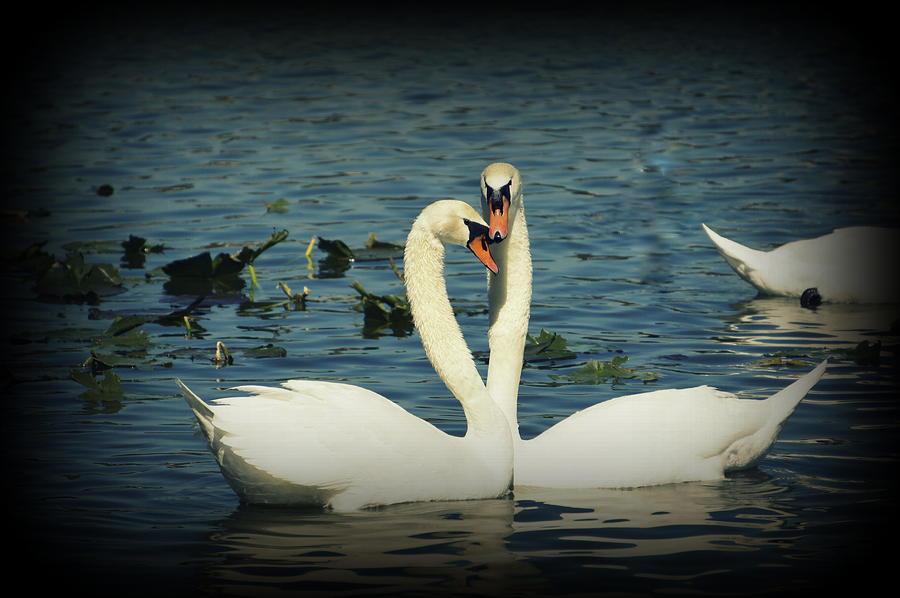 Swan Love 2 Photograph by Laurie Perry