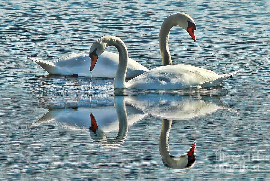 Swan Photograph - Swan Love by Andrea Kollo