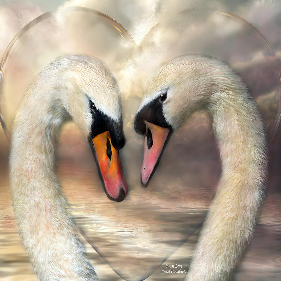Swan Mixed Media - Swan Love by Carol Cavalaris