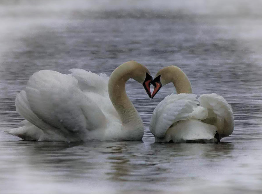 Swan Love  Photograph by Gary OBoyle