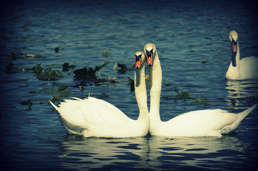 Swan Photograph - Swan Love by Laurie Perry