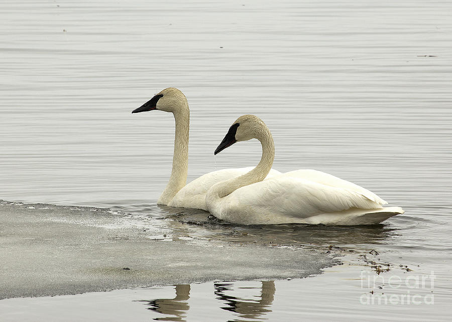 Swan Mates Photograph by Jim Sinclair - Pixels