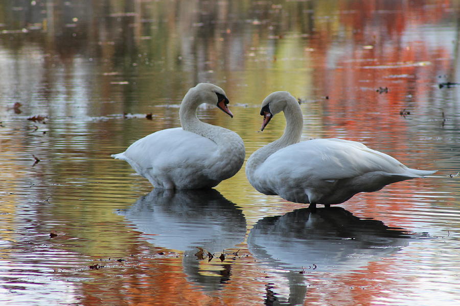 Swan Mates Photograph by Lori Rossi | Fine Art America