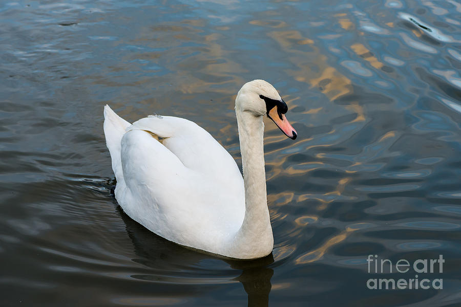 Swan Photograph by Matt Malloy