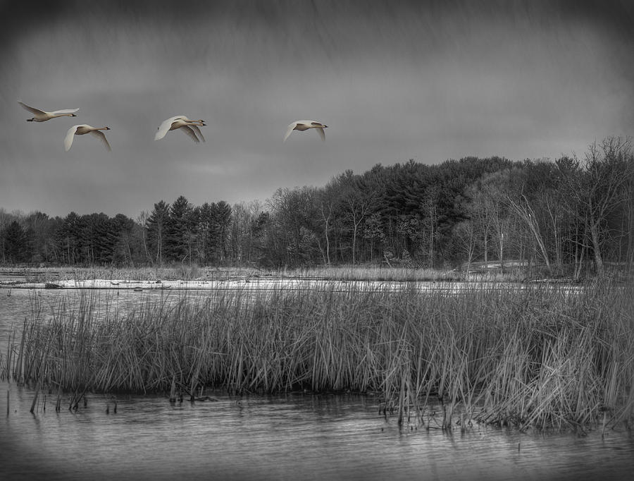 Swan Migration Photograph by Thomas Young