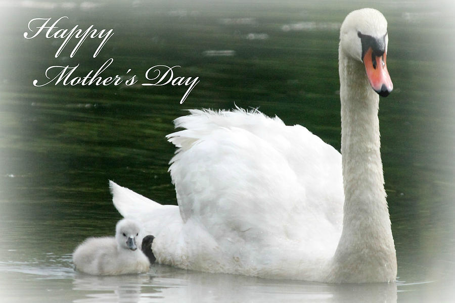 Swan Photograph - Swan Mothers Day by Lisa Hurylovich