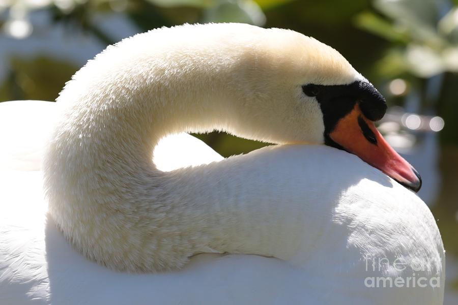 Swan Neck Photograph by Carol Groenen