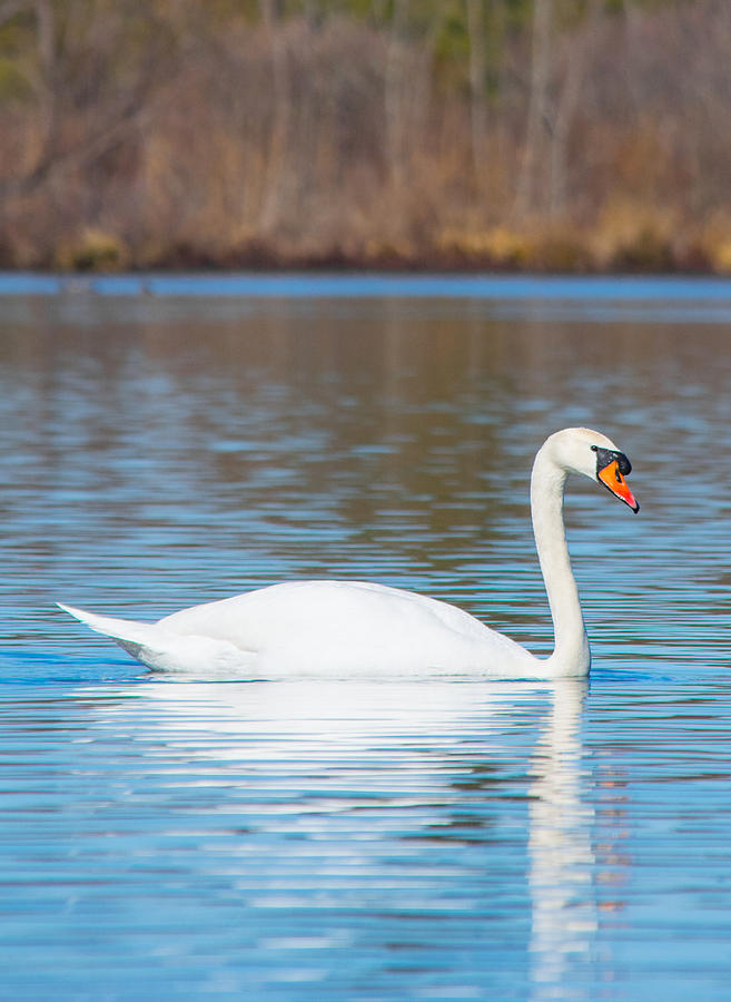 Swan Photograph - Swan on a Lake by Parker Cunningham