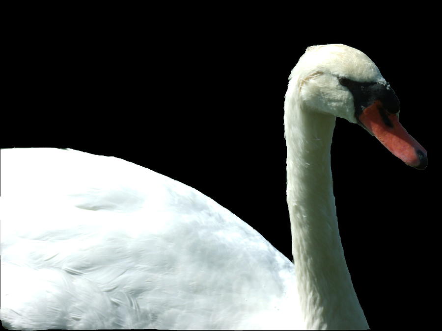 Swan Photograph - Swan on Black by Erin Rednour