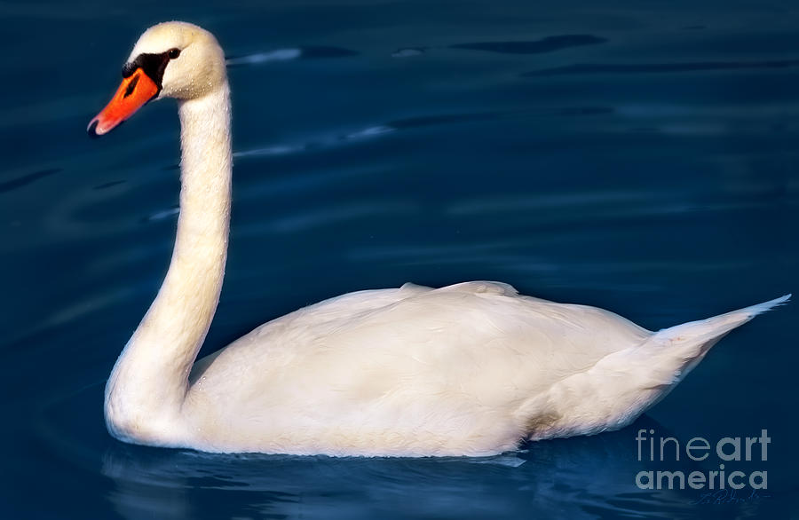 Swan on blue Photograph by Iris Richardson