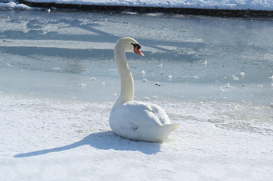Swan on Frozen Pond Photograph by Jeanette Oberholtzer